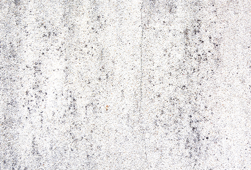 壁にコケやカビなどが発生している